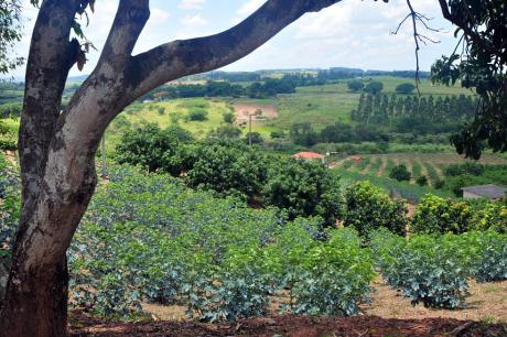 #PraCegoVer: Foto mostra tronco de árvore em primeiro plano. Ao fundo, um campo com plantação de figo e outros cultivos. 