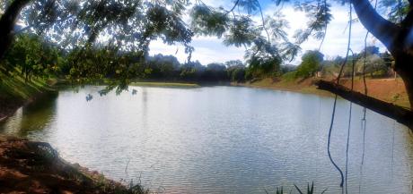 #PraCegoVer: Lagoa do Cambará vista por entre os galhos de árvores.