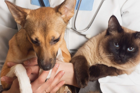 #`PraCegoVer: Foto mostra um cão e um gato nas mãos de uma pessoa com jaleco.